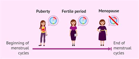 Stages Of Female Fertility