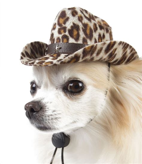 Nashvillepaw Acquired Nashville Paw Chihuahua Lover