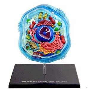 This review is from : A decent introduction to animal cell anatomy for a decent ...