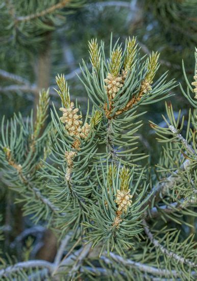 Singleleaf Pinyon Pinus Monophylla Pine Foliage Editorial Stock Photo