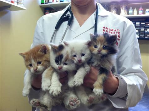 Update Kittens Rescued From The Cold In Boston Doing Well Life With Cats