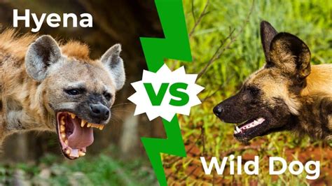 Hyena Vs Wild Dog Who Would Win In A Fight Imp World