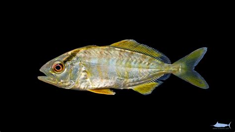 Seriola Dumerili Fishes Of North Carolina