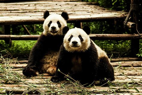 Panda Bears In Chengdu China Photograph By Tim Martin Fine Art America