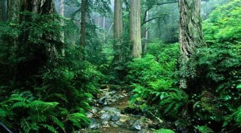 Struktur hutan tanah rendah di semenanjung malaysia adalah satu profil yang berlapis. Hutan di Sumbar Terancam Punah — SERUJI