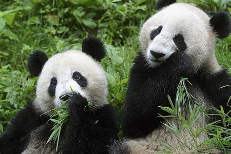 Le Panda Géant Sauvage Nest Plus En Danger Dextinction Annonce