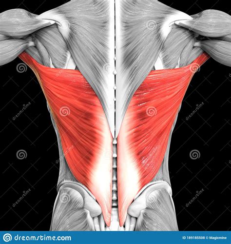 Human Muscular System Torso Muscles Latissimus Dorsi Muscle Anatomy