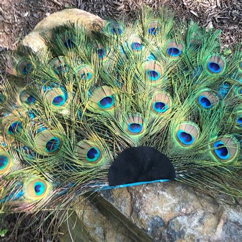 Peacock Feather Fan Etsy