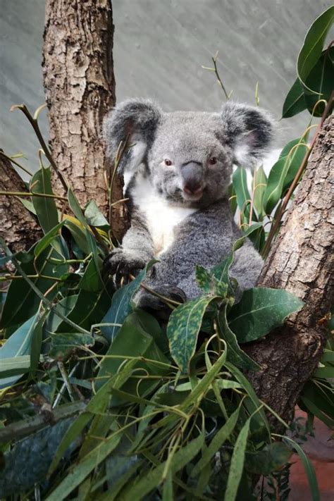 Wann sagen die kinder das erste mal mama oder papa. Good News: Koala-Baby im Zoo Zürich zeigt sich zum ersten Mal