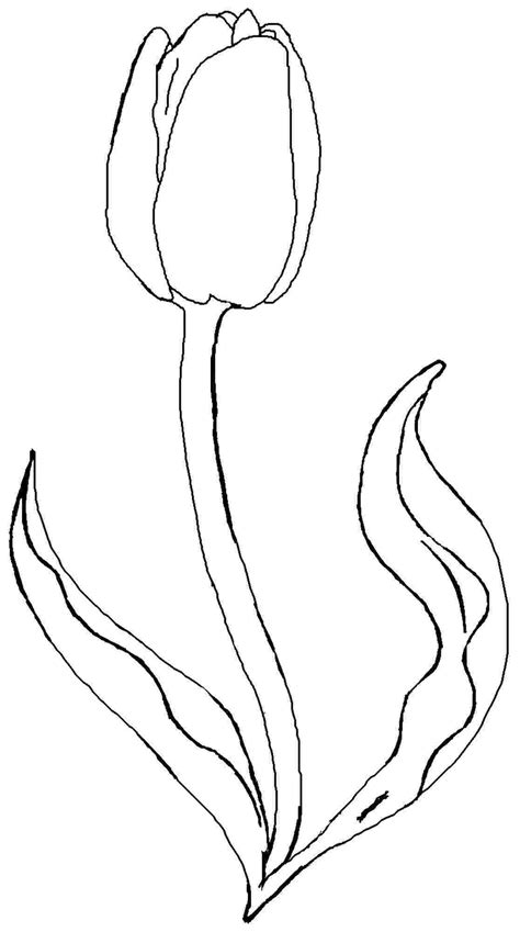 49 Gambar Bunga Tulip Untuk Diwarnai Terpopuler Informasi Seputar