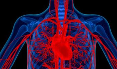 Acute coronary syndrome (acs) is a catch all term that refers to ischemic symptoms resulting from acute coronary occlusion. Hard, not soft, plaque buildup may predict risk of heart ...