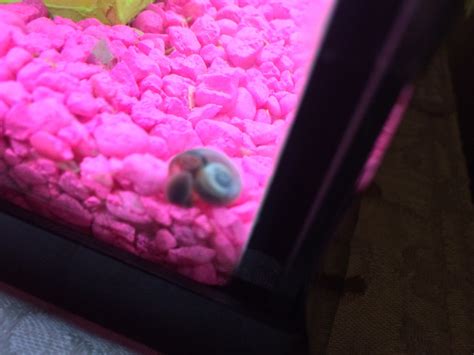 Found Two Baby Snails In Tank With My One Mystery Snail