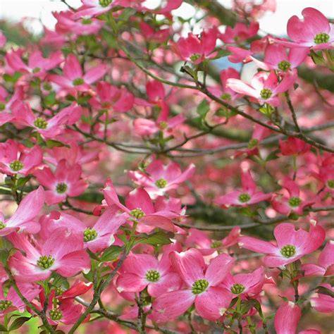 Purple Flowering Tree Central Florida - purple flowering tree central florida