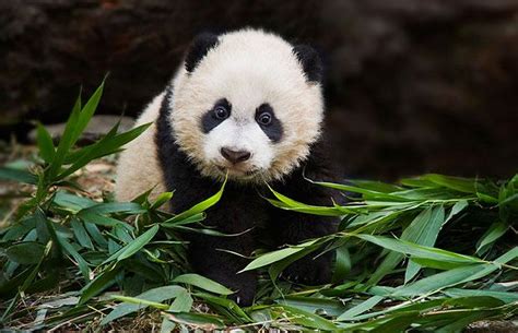 Panda Bears Cute Pictures And Fascinating Facts Telegraph