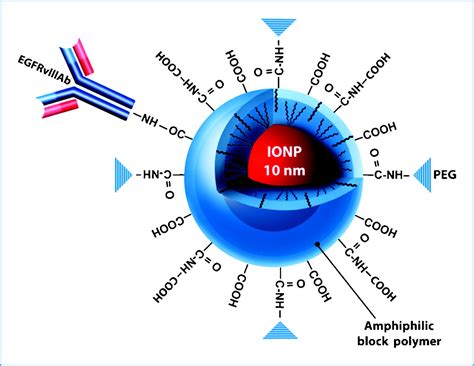 Egfrviii Antibodyconjugated Iron Oxide Nanoparticles For Magnetic