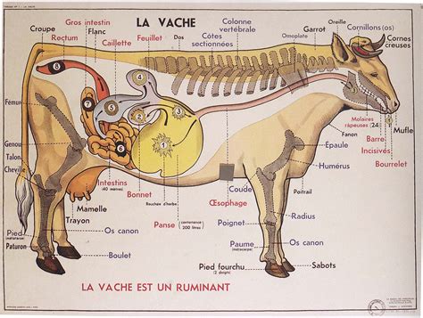 Pays homage to the tradition of parisian entrecôte steakhouses. Vachement belles: janvier 2013