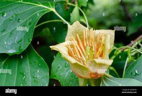 Flower Liriodendron Tulipifera Tulip Tree American Tulip Tree