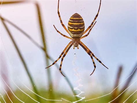 North Dakota Spiders Wolf Spider