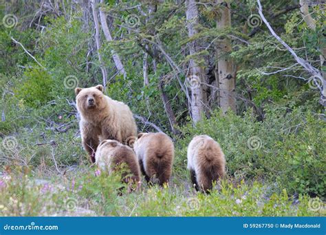 Grizzly Sow With Triplets Stock Photo Image Of Cubs 59267750