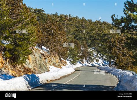 Empty Curved Road Passing Through The Pine Forest In Winter Troodos