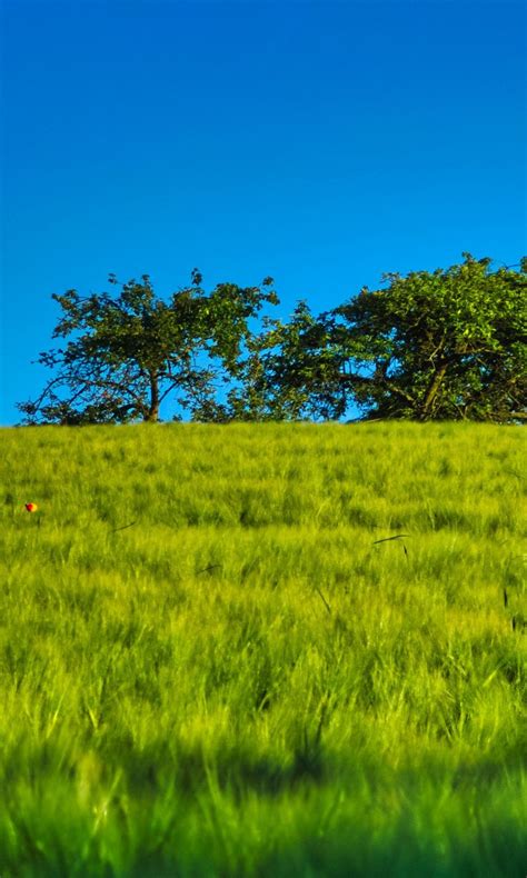 Green Grass Slope Field Trees In Blue Sky Background 4k Hd Nature