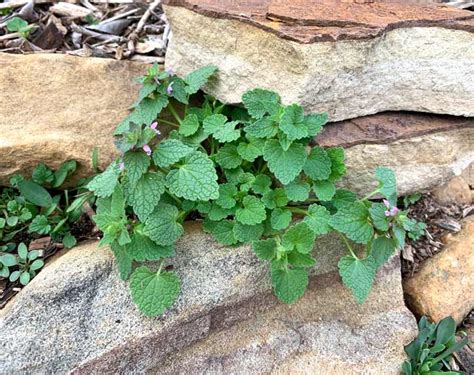 16 Common Edible Weeds Growing In Your Yard With Recipes Tyrant Farms