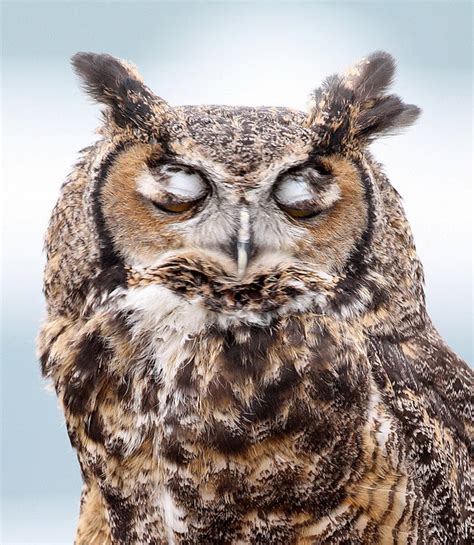 Jackgreat Horned Owl Thought The Eyelids Looked Kind Of Cool