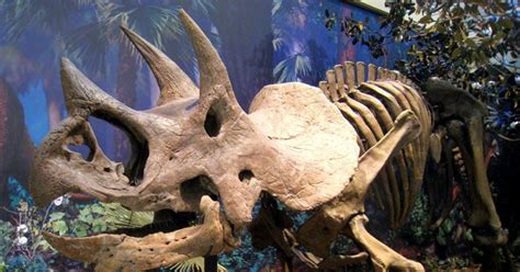 Triceratops Bones Support Asteroid Extinction Theory Wired