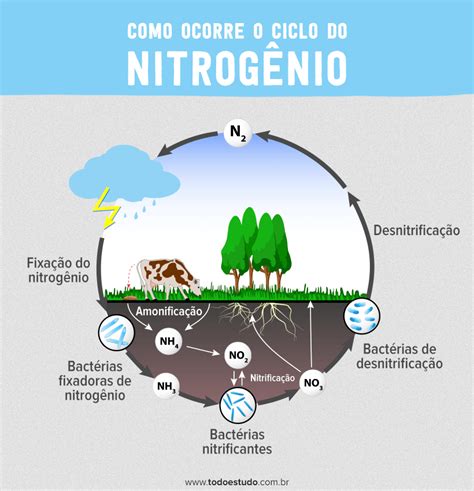 Especie Reativa De Nitrogenio