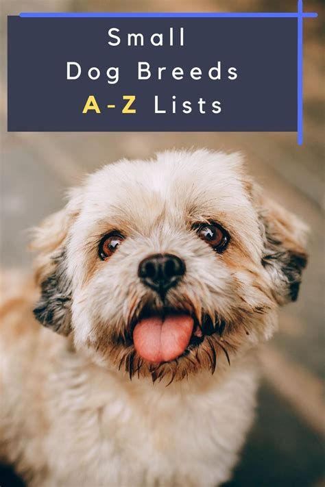 All Small Dog Breeds A Z With Pictures All Small Dog Breeds Dog