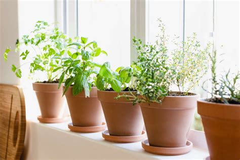 Herbs That Grow Indoors All Year