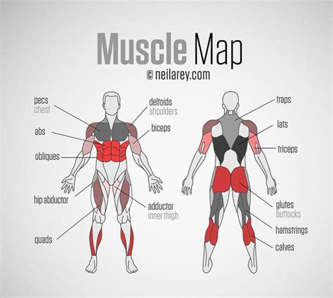 Exercises By Muscle Group Chart