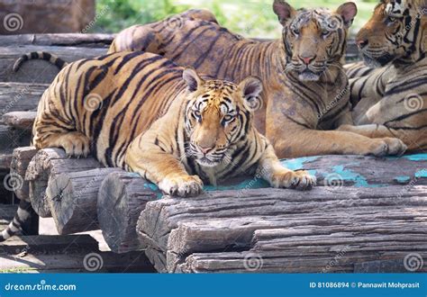 Group Of Tigers Relaxing Stock Photo Image Of Hunter 81086894
