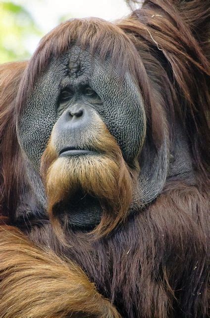 Indonesia's rich diversity extends beyond the people, culture, and ethnicities. The adorable and majestic Orangutan: a great ape native to ...