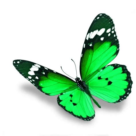 Green Butterfly Stock Photo By ©thawats 37768935