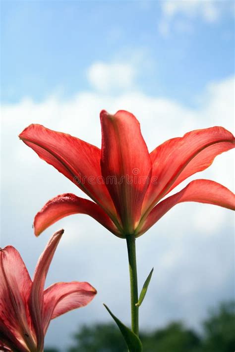 Red Lilies Flowers Two Shot Close Up From Side Stock Photo Image Of