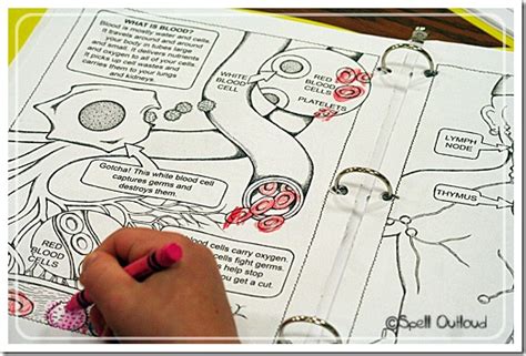 Funny draw blood russell weekes illustrators artists agents. Human Body: Learning About Blood - Spell Out Loud