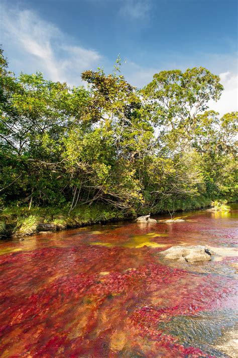 Caño Cristales Wikipedia