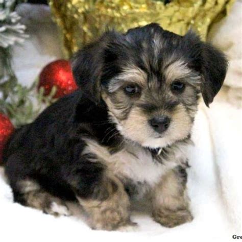 Yorkie Mix Puppies For Sale Greenfield Puppies