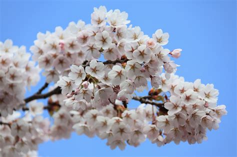 Cherry Tree Blossoms Free Stock Photo Public Domain Pictures