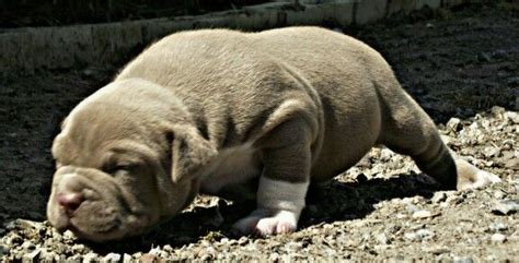 From the moment you bring your as puppies, pit bulls have extremely short attention spans. Pin on Hill Top Bullies