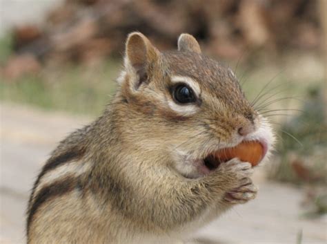 What Do Chipmunks Eat Definitive Guide • Animals Diet