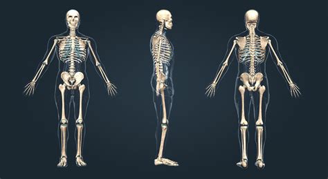 Human Skeleton 3d Scene Mozaik Digital Education And Learning
