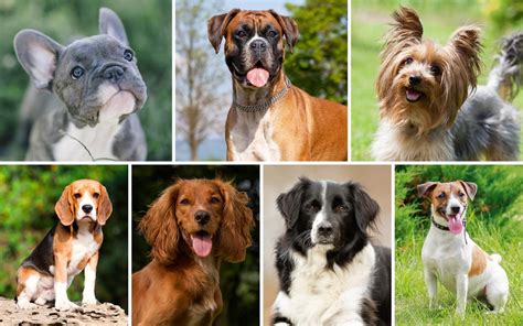 The 7 Types Of Dog Breeds Explained In 2020 Working D