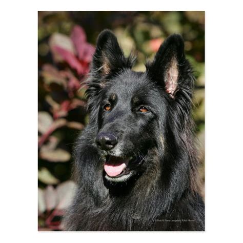 Black Long Haired German Shepherd Postcard Zazzle