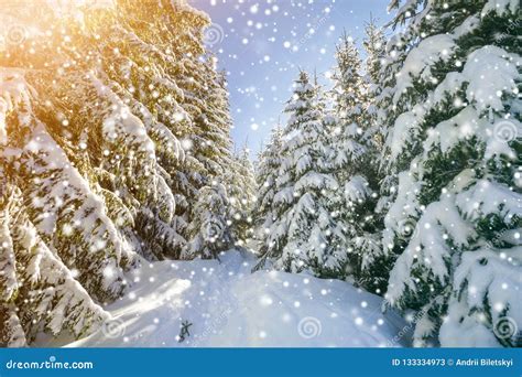 Beautiful Winter Landscape Tall Fir Trees Covered With Snow And Stock