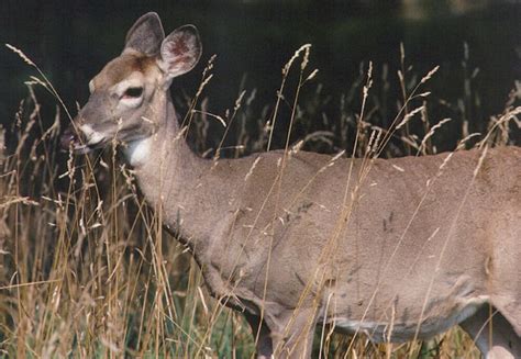 Muzzleloader Antlerless Deer Permit Applications Available