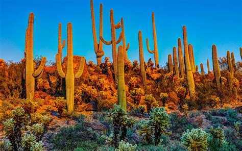 arizonas saguaro national park   microchip  cacti