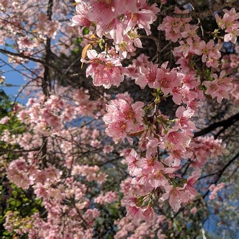 Shillong turns pink with cherry blossoms. See beautiful photos - Lifestyle News
