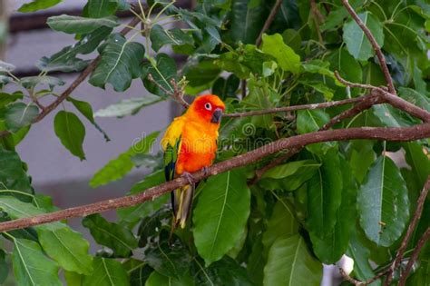 Sun Parakeet Aratinga Solstitialis Rare Parrot From Brazil And French Guiana Portrait Yellow